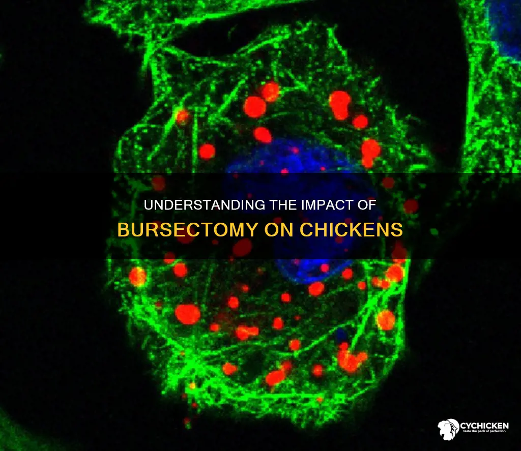 what does it mean if a chicken is bursectomized