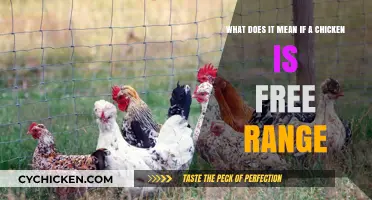 Free-Range Chickens: What Does it Actually Mean?