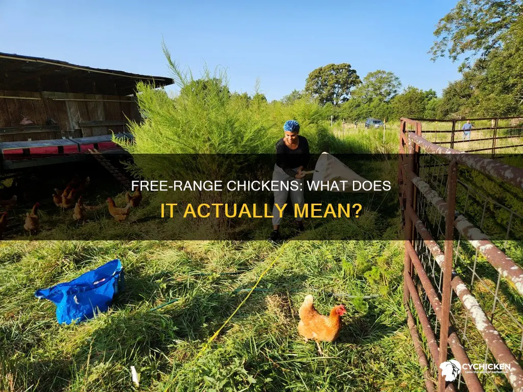 what does it mean if a chicken is free range