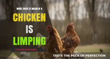 Limping Chickens: What Could Be Wrong and How to Help