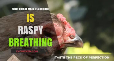 Raspy Breathing in Chickens: What Does It Mean?
