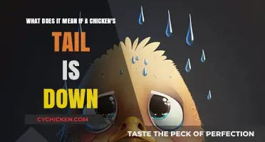 Why Is My Chicken's Tail Down?