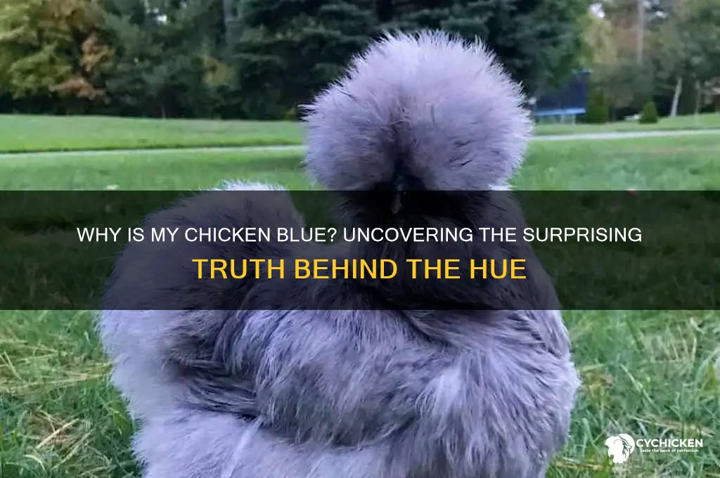 what does it mean if chicken is blue