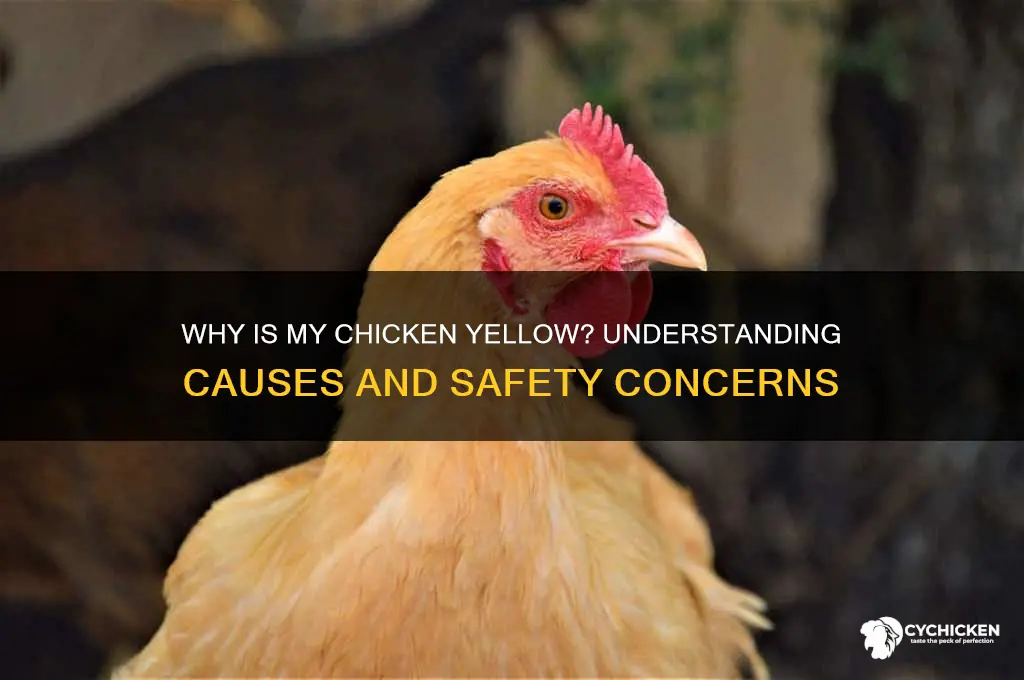 what does it mean if chicken is yellow