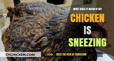 Why Is My Chicken Sneezing?