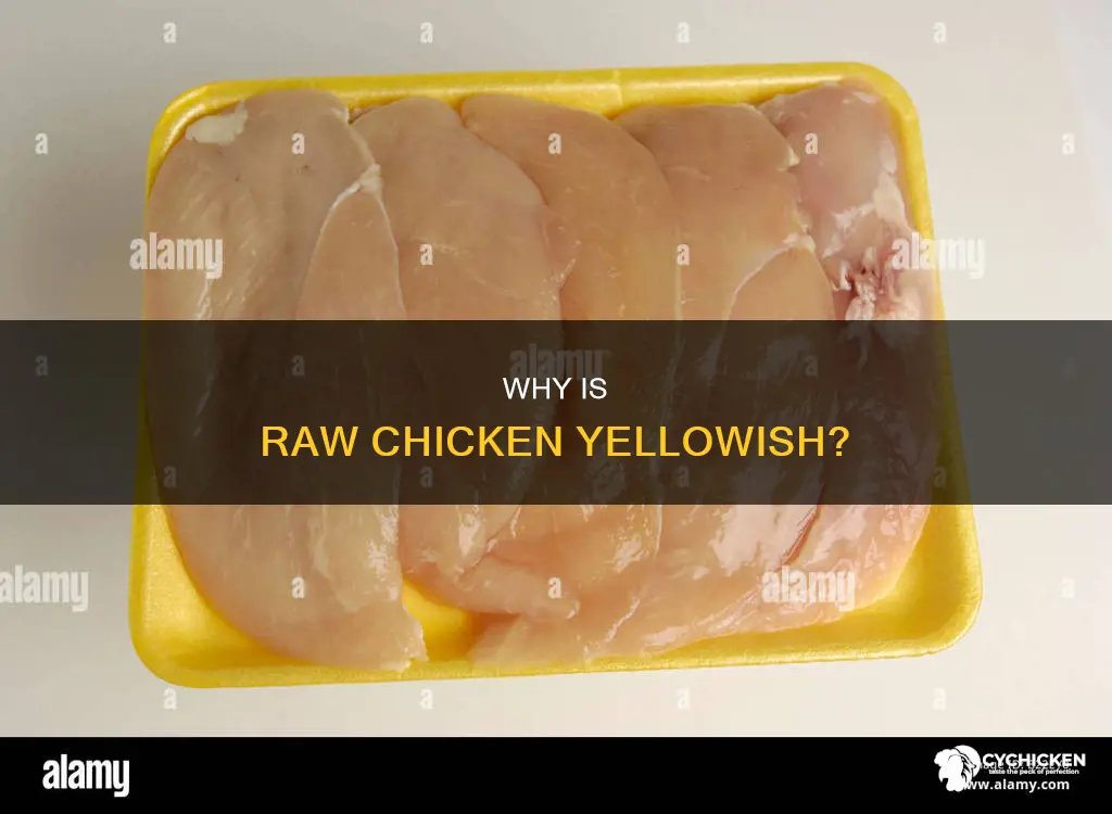 what does it mean if raw chicken is yellow