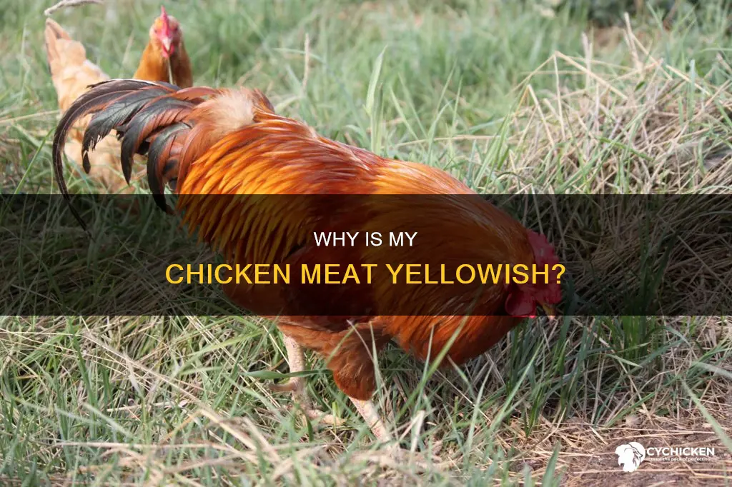 what does it mean if the chicken is slightly yellow