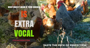 Why Your Chicken is Being Extra Vocal