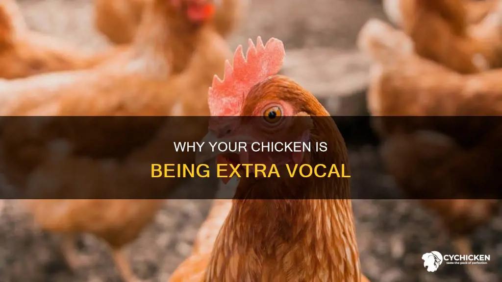 what does it mean if your chicken is extra vocal