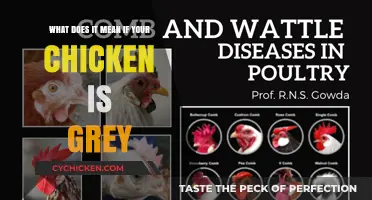 Why Is My Chicken Grey?