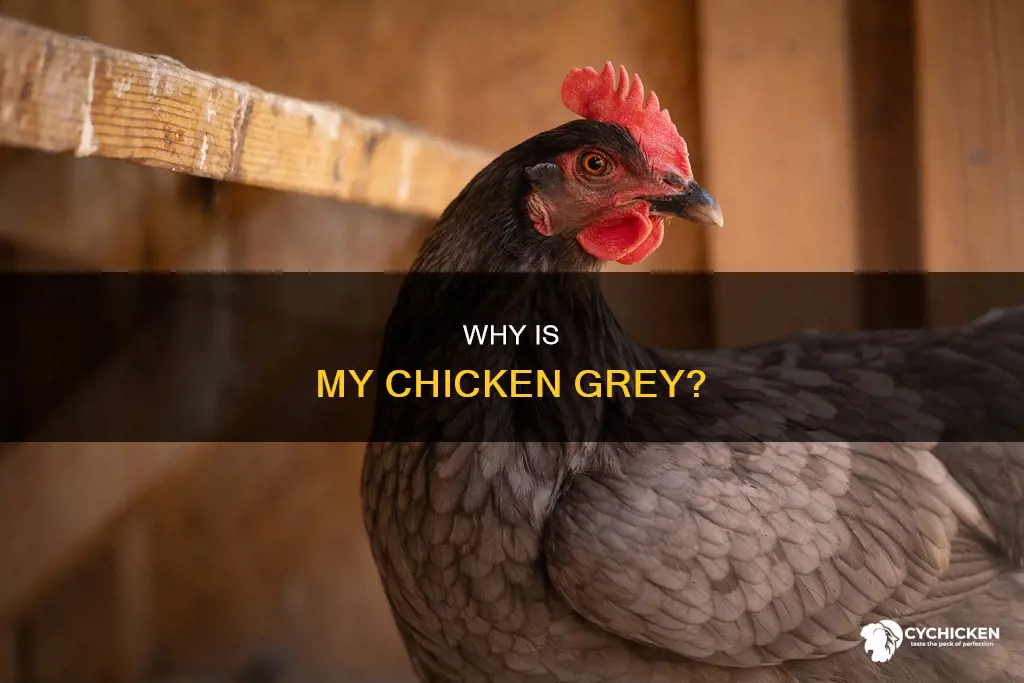 what does it mean if your chicken is grey