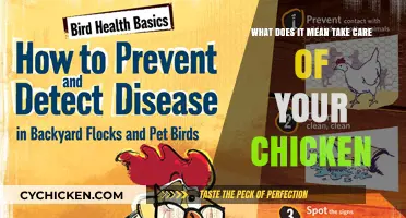 Chicken Care: Essential Steps for Healthy Hens