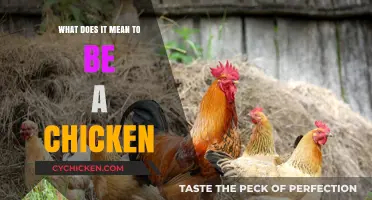 Understanding Chickens: Behavior, Biology, and the Essence of Being a Chicken