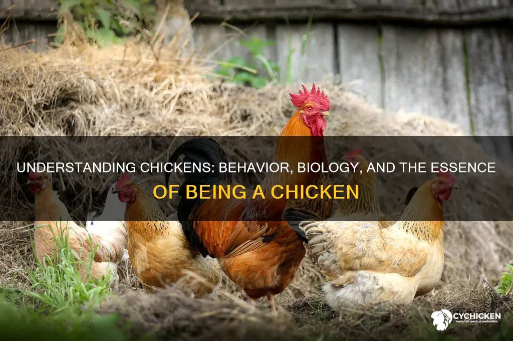 what does it mean to be a chicken