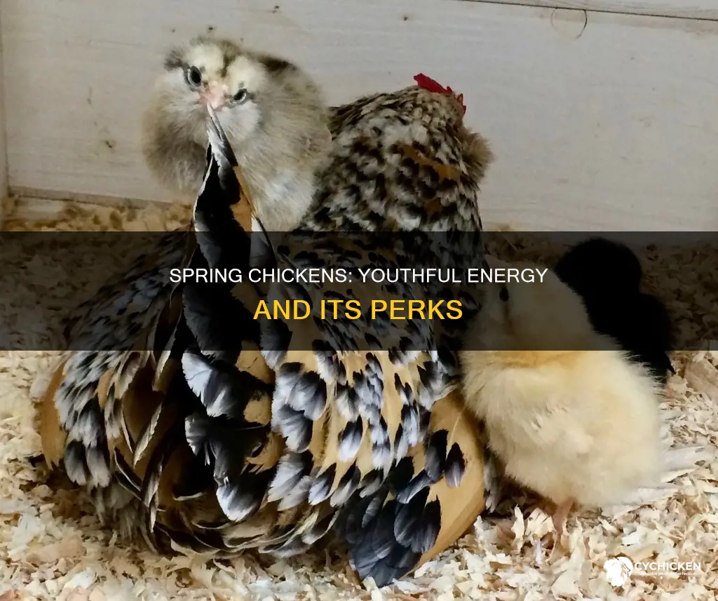 what does it mean to be a spring chicken