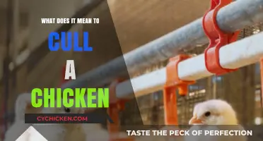 Understanding the Practice of Culling Chickens: A Comprehensive Guide