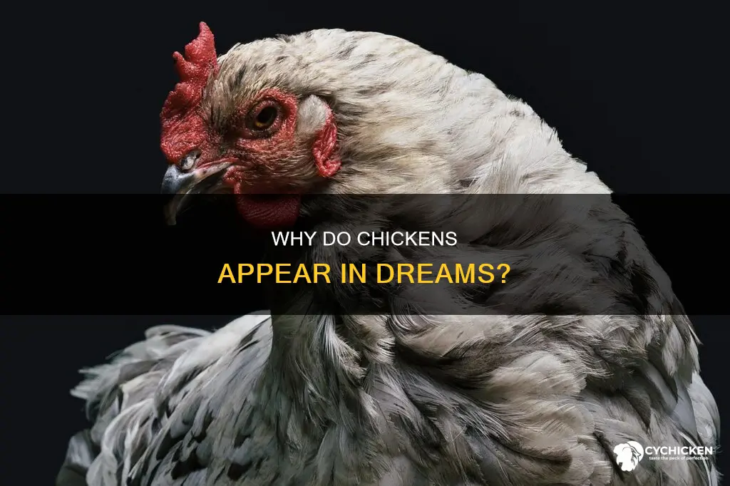 what does it mean to dream about a chicken