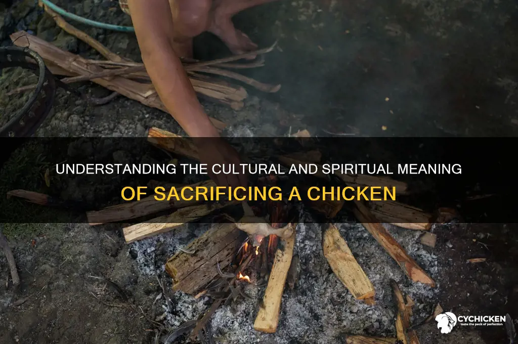 what does it mean to sacrifice a chicken