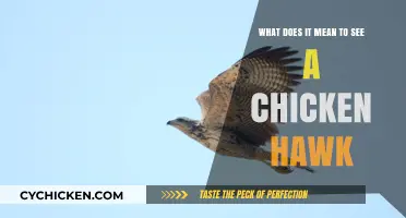 Hawk Sightings: Chicken Hawks and Their Meanings