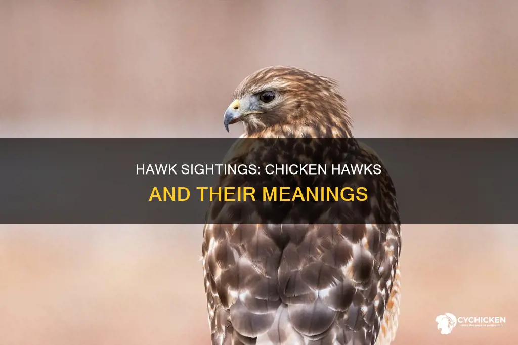 what does it mean to see a chicken hawk