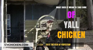 Chicken Care: Essential Tips for Healthy Birds