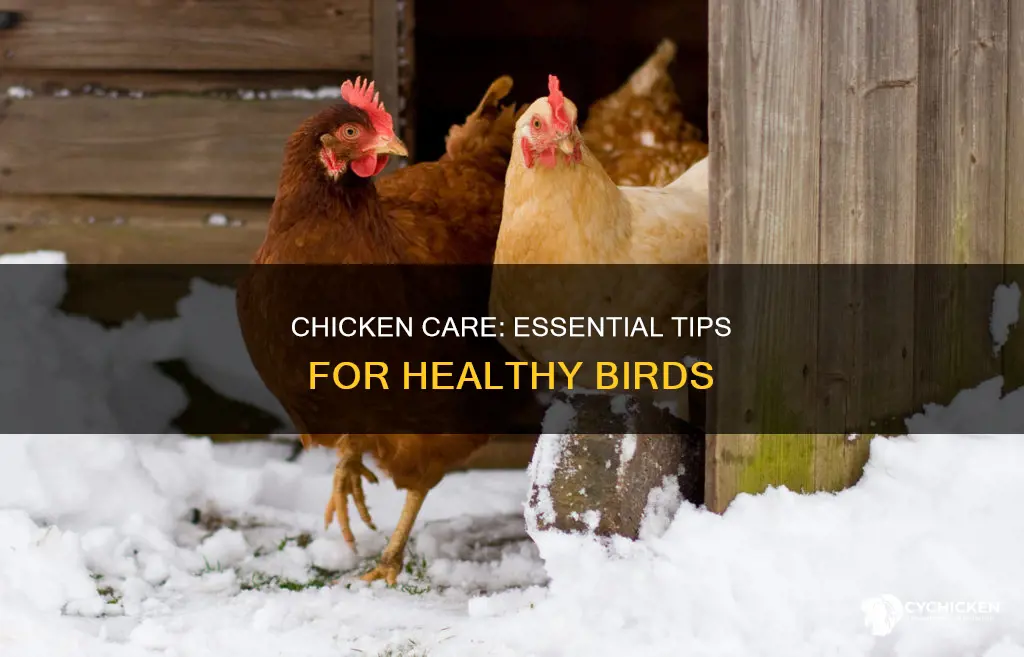 what does it mean to take care of yall chicken