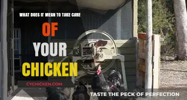 Chicken Care: Essential Tips for Healthy, Happy Hens