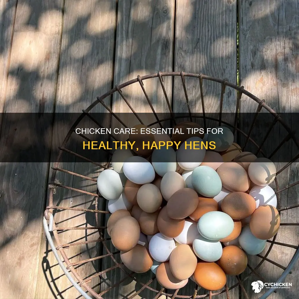 what does it mean to take care of your chicken