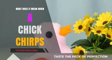Understanding Chick Chirps: Decoding the Sounds of Baby Chickens