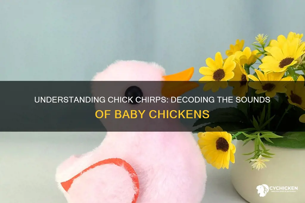 what does it mean when a chick chirps