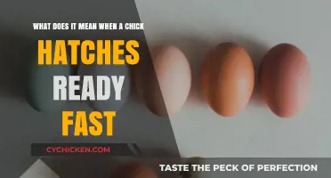 Speedy Chicks: What Does Rapid Hatching Mean?