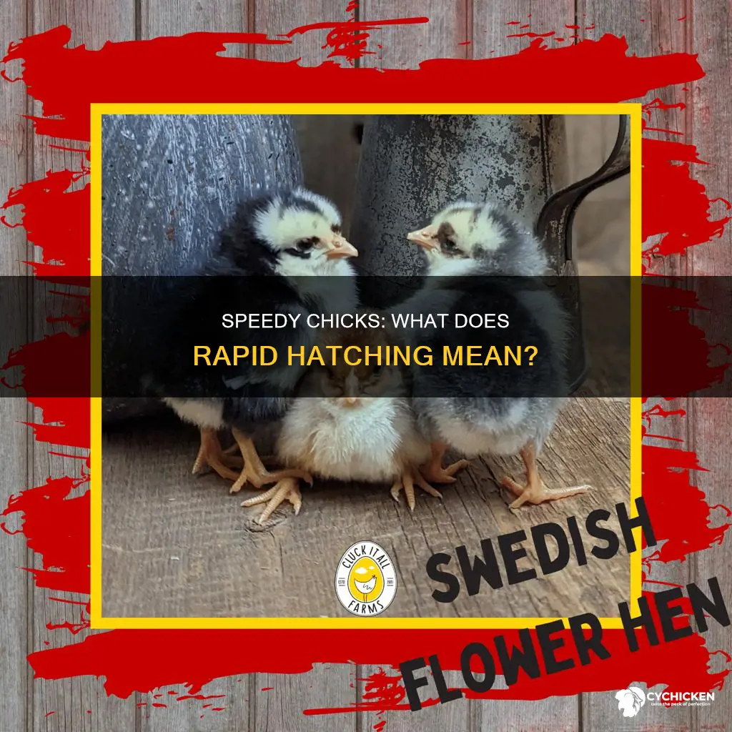 what does it mean when a chick hatches ready fast