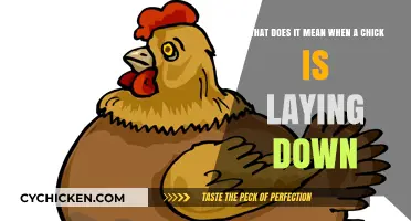 Why Do Chicks Lay Down?