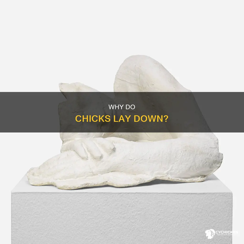 what does it mean when a chick is laying down