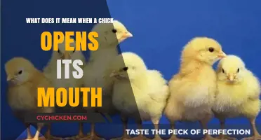 Why Do Chicks Open Their Mouths?