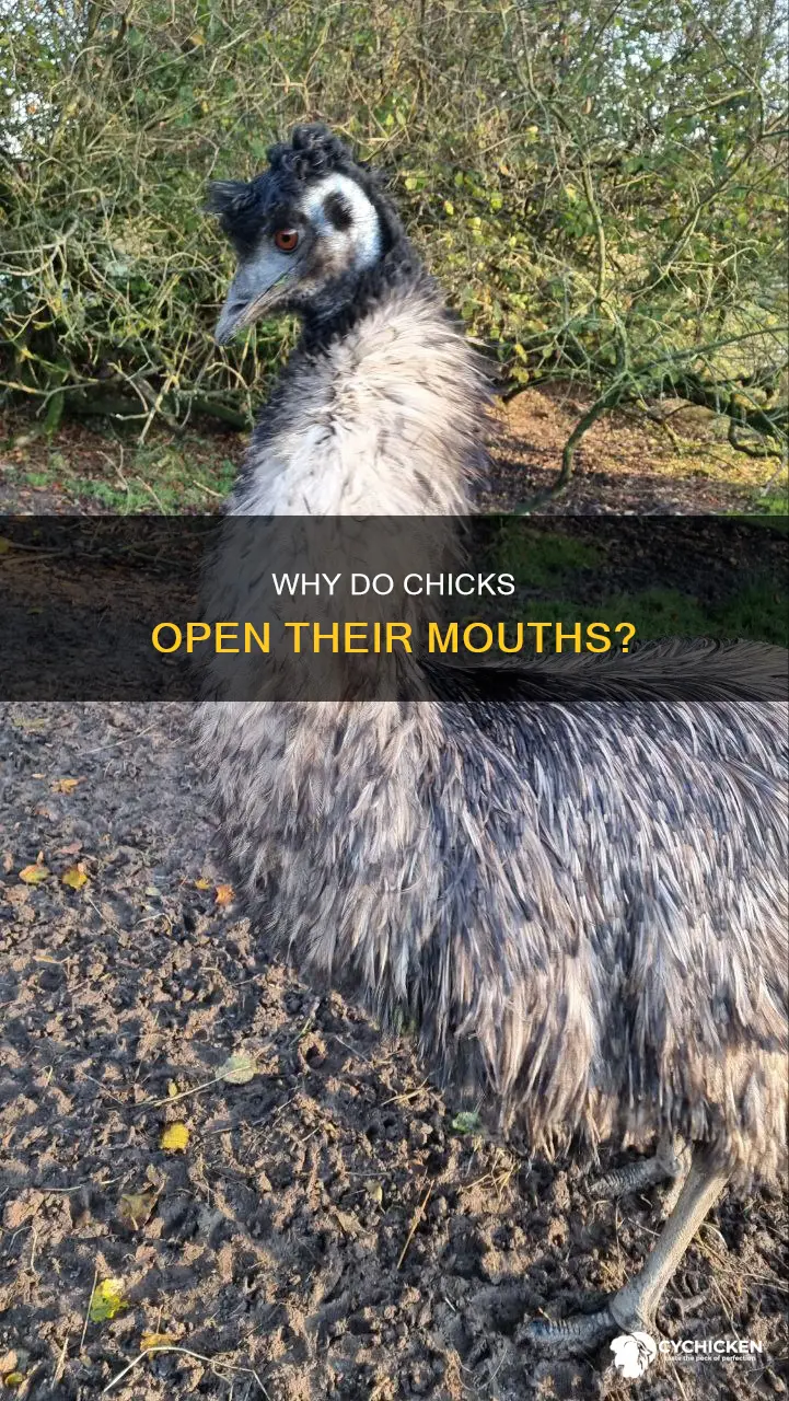 what does it mean when a chick opens its mouth