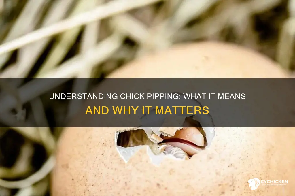 what does it mean when a chick pips