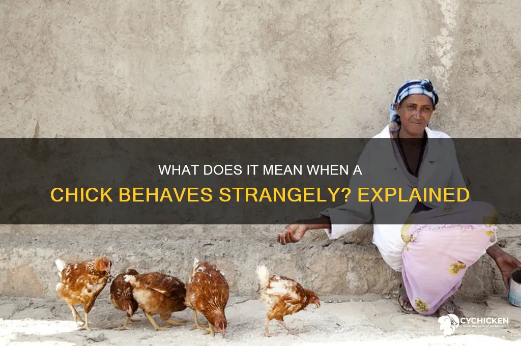 what does it mean when a chick