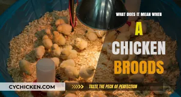 Understanding Chicken Brooding: Signs, Causes, and Care Tips