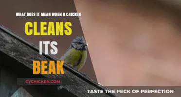 Why Chickens Clean Their Beaks and What It Means