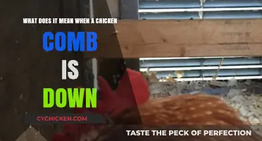 Why Are Chicken Combs Down?