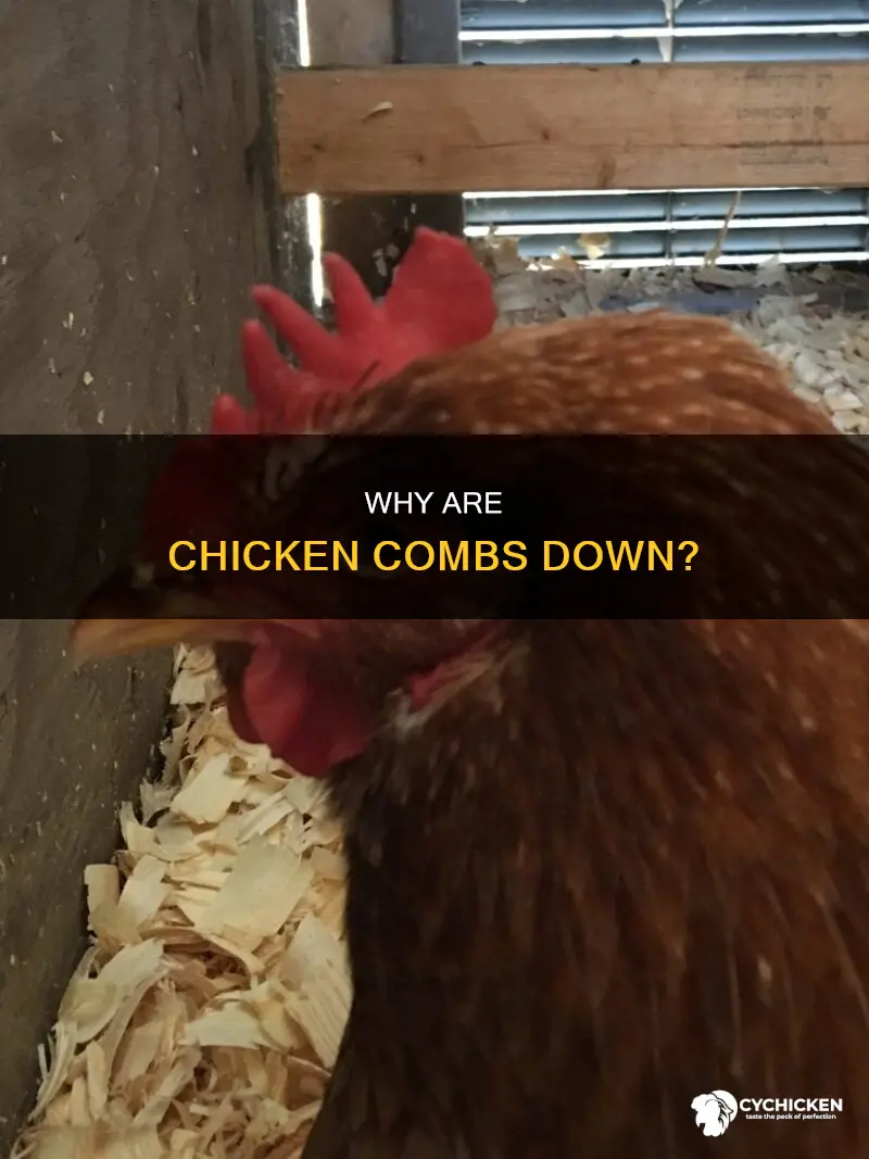 what does it mean when a chicken comb is down