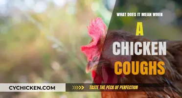 Understanding Chicken Coughs: Causes, Symptoms, and Treatment Options