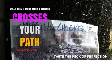 Superstitions Unveiled: Chickens Crossing Paths