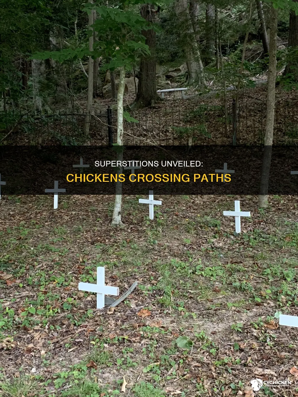 what does it mean when a chicken crosses your path