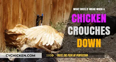 Why Does My Chicken Crouch? Understanding Chicken Behavior