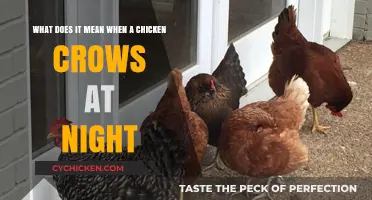Why Do Chickens Crow at Night?