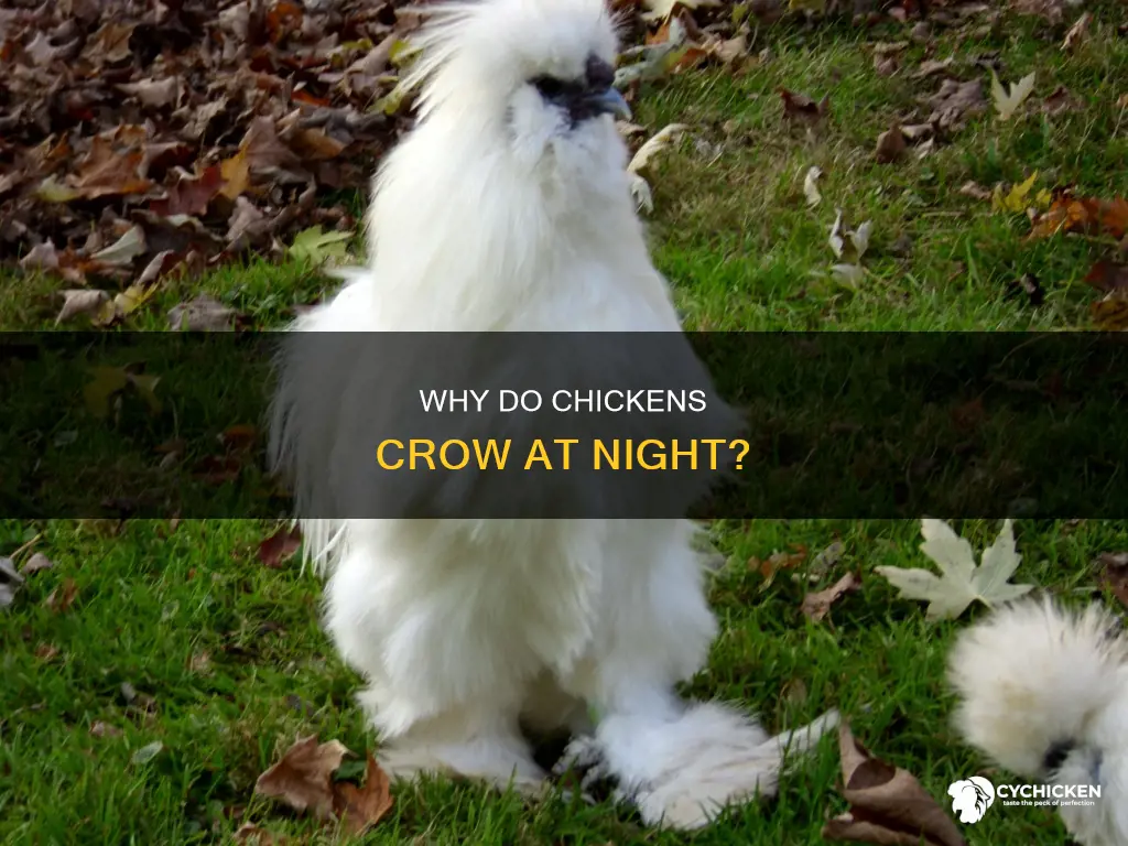 what does it mean when a chicken crows at night