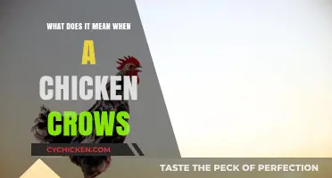Why Chickens Crow: Unraveling the Mystery Behind Their Morning Calls