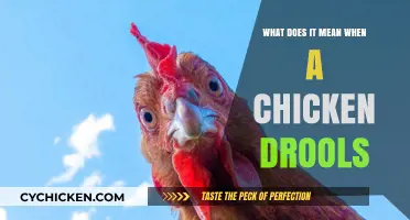 Why Chickens Drool: Unraveling the Mystery Behind Poultry Salivation